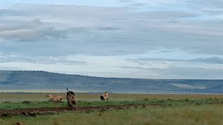 Nomadic males being way too close to dominant males [upl. by Koralie]