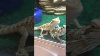 Baby Bearded Dragons [upl. by Nialb256]