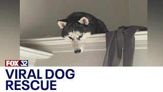 Across America Husky rescued inside his own home [upl. by Anoyet]