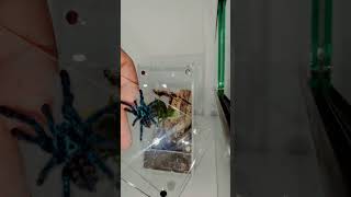 Caribena Versicolor juvie  Antilles Pinktoe Tarantula Rehousing [upl. by Trixy]