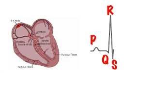 The basics of the ECG in 5 min [upl. by Verner]