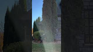 Satisfying Arborvitae Removal treeremoval satisying diy outdoorhacks outdoorwork [upl. by Bussey]