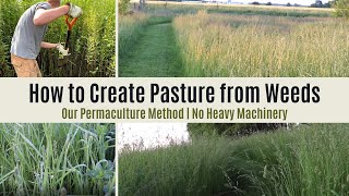 Turning Weeds Into Pasture Without Heavy Machinery Regenerative  Permaculture [upl. by Eibot512]