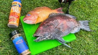 Catch n’ Cook Toothy Hogfish Hawaii Fishing [upl. by Vudimir347]