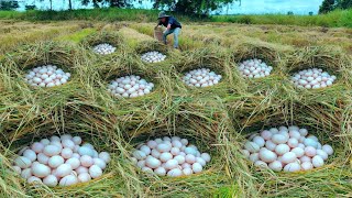 Oh wow wowFarmers collect duck eggs on straw near village [upl. by Ayanahs]