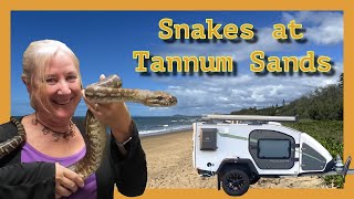 TANNUM SANDS Pt2 MINDAHOME house sit Black Headed Python amp Centralian Carpet Python [upl. by Nee]