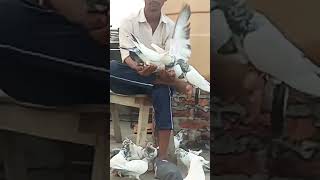 Yah apni company hai  pigeon love funny birds Short  viral  pigeon club 00 [upl. by Law630]