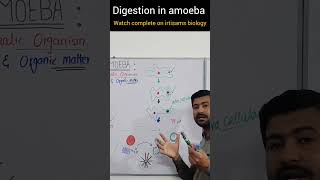 digestion in amoeba by irtisam biology chapter 12 class 11 biologyclass12 [upl. by Dnallor]