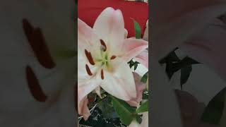 LILIUM CANDIDUM souly shortvideos [upl. by Rehpotsrik693]