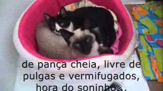 2 filhotes lindos de gatinhos para doação adote um [upl. by Nylteak799]