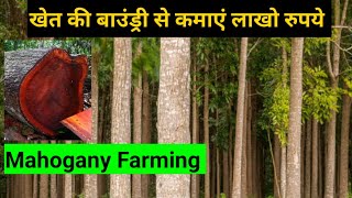 Mahogany Tree Farming l महोगनी की खेती  Swietenia mahagoni [upl. by Berta594]