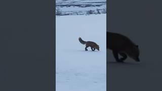 Old footage Daryl got of a Fox on Denali Highway ❤️🦊 [upl. by Fulcher]