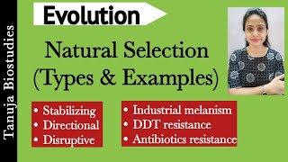 Natural Selection  Types and Examples of Natural Selection  Hardy Weinberg Principle Part2 NEET [upl. by Nosdivad]