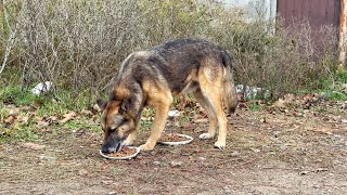 Someone Abandoned Poor Dog and He Has To Live in Bushes now and Beg for Help [upl. by Sands908]