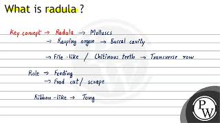 What is radula [upl. by Leora]