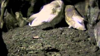 Barn Owl mating 2014 [upl. by Silsby]