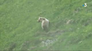 Ariège  les images exceptionnelles dun ours filmé par un enfant de 9 ans au cours dune randonnée [upl. by Nahpos451]