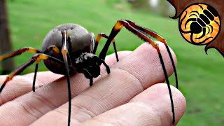 BIG Gentle Spider Australian Golden Orbweaver [upl. by Auos]