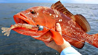 Use THIS Artificial Lure On Nearshore And Offshore Reefs [upl. by Prosser]