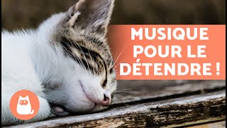 Musique RELAXANTE pour CHATS STRESSÉS 🐱💫 Détendez votre CHAT [upl. by Roselani]