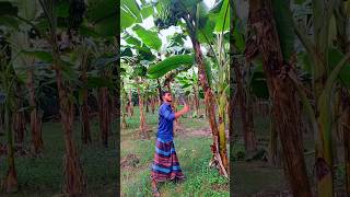 Banana cutting scene Ep 950 shorts viral trending [upl. by Adriaens]