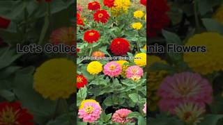 How To Collect Zinnia Seeds 🥰youtubeshorts subscribe FlowersloversChannel [upl. by Balch]