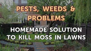 Homemade Solution to Kill Moss in Lawns [upl. by Schacker]