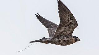 Peregrine Falcon amazing recovery [upl. by Peggy]