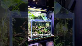 GARA GARA INI AQUASCAPE GUE BEBAS ALGAE aquascape sirihgading tanamanaquascape aquatic fyp [upl. by Yahiya]