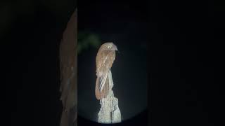 Rufous Potoo Novo Airão Brazil It’s so still kowasportingoptics x PhoneSkope [upl. by Ayin576]