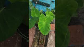 हाथी कान पौधा Elephant Ears Colocasia Alocasia and Xanthosoma [upl. by Seiber]