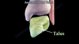 Anatomy Of The Talus  Everything You Need To Know  Dr Nabil Ebraheim [upl. by Aissyla838]