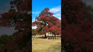 奈良公園の紅葉が綺麗🍁🫎 [upl. by Norda]