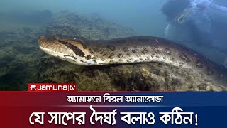 বিশ্বের সবচেয়ে বড় সাপের সন্ধান অ্যামাজনে  Amazon Anaconda  Jamuna TV [upl. by Adnarahs]