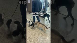 Everyone loves shopping especially dogs funny shorts dog [upl. by Oler]