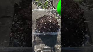 The secret to big and beautiful begonias is soil plantcaretips begonia soil DIYsoilmix [upl. by Cirtemed324]