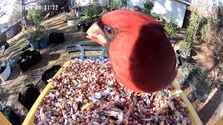 Male Northern Cardinal  Backyard Bird Feeder 11272024 [upl. by Becca96]