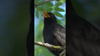 Sonidos de Pájaros  Pájaros Cantando sin Música  PARTE 1 aves birdsounds birds shorts fyp [upl. by Nomsed526]