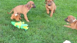 Rhodesian Ridgeback Puppies For Sale [upl. by Jenei]