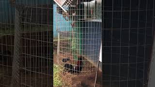 Some big gamefowl in the flypen🐓👌🏽 [upl. by Ruff826]