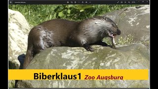 Fischotter Fütterung 2  Zoo Augsburg [upl. by Eninnaej171]