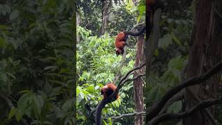 Nature  Red Ruffed Lemur  Critically Endangered animals of Madagascar [upl. by Demeyer]