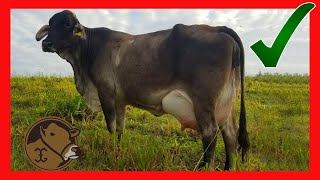 🔴 SUIZBU LECHERO MADRES DE TORETES DE EJEMPLARES DE RANCHO LOMA ALTA ✅ Vacas Lecheras [upl. by Eelano]