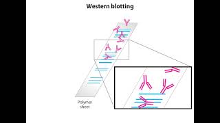 Western Blotting Animation I CSIR NET Life Science I GATE Life Science I DBT JRF [upl. by Pelage921]