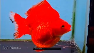 RED Beautiful Goldfish Plus Relaxing Music and Goldfish Movement Enjoy The Harmony [upl. by Ginder444]