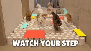 Funny Cat Paper Cup Challenge [upl. by Rusticus375]