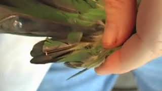 How to Trim Parrot Feathers [upl. by Adnana]