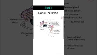 Lacrimal Apparatus  lacrimalgland eye lacrimalapparatus optocruisers tearproduction [upl. by Osbourne]