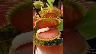 Venus Flytrap Plant Eating Insects [upl. by Namrej]