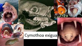 El parásito Cymothoa exigua un organismo ejemplo extremo de parasitismo afecta a los peces [upl. by Rhea]